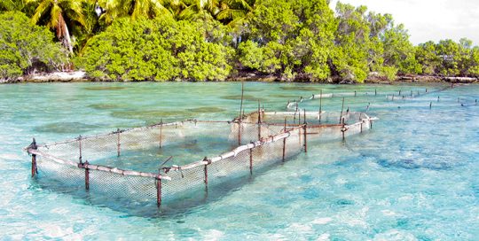 Parc à poisson de la passe Fainukea à l'est de l'atoll de Aratika.