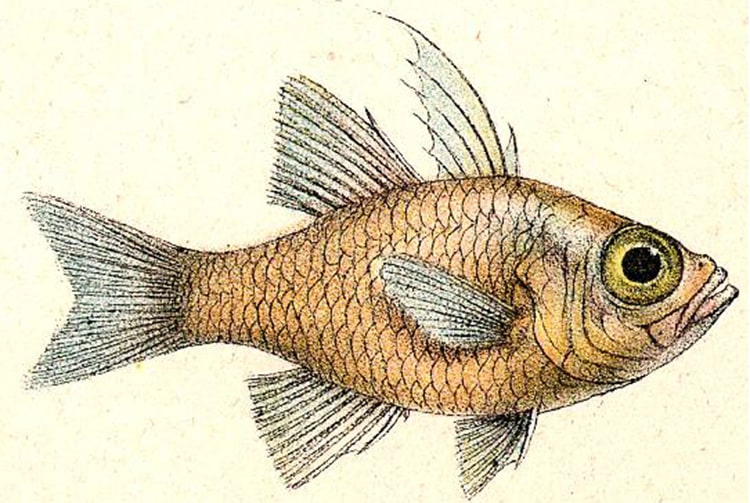 Apogon graeffii dessiné par Andrew Garrett, 1873
