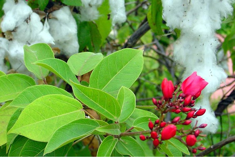 Coton de Tahiti, Vavai © Tahiti Heritage