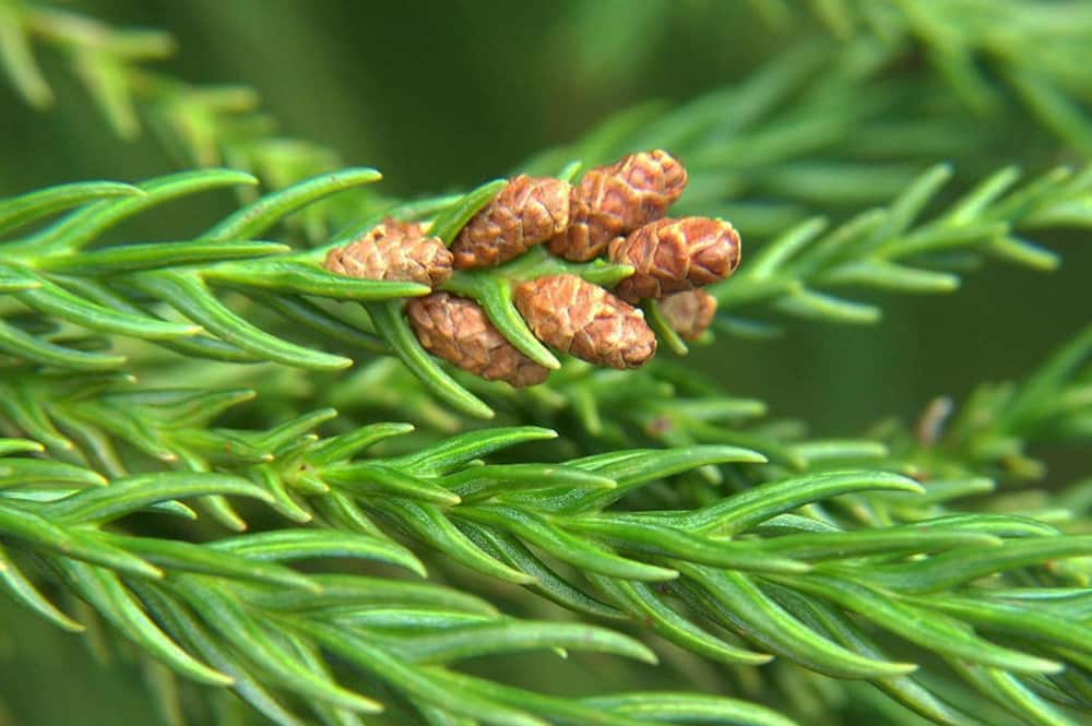 Cônes femelles de Cryptomeria japonica