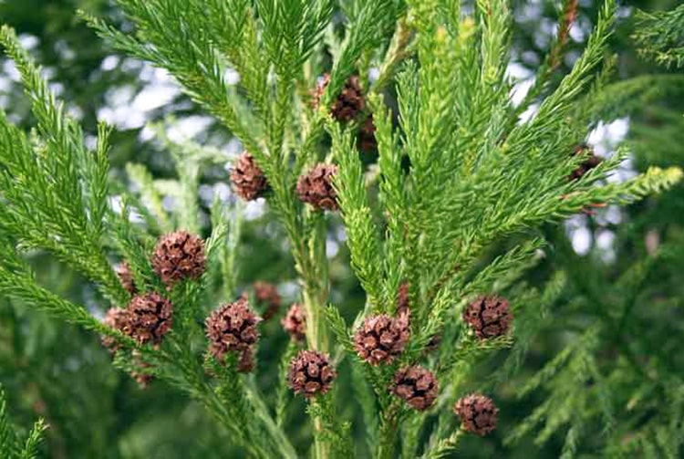 Cônes de Cryptomeria japonica