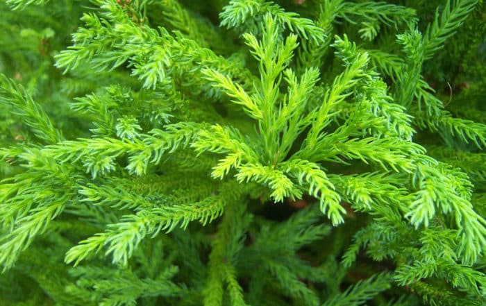 Cryptomeria-japonica