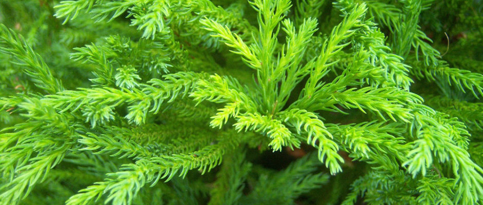 Cryptomeria-japonica