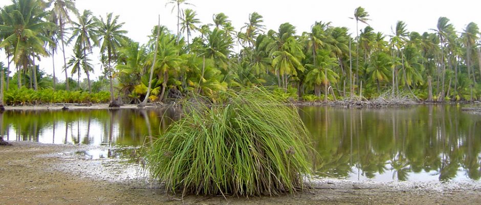 Mare à kopara de Fangatau