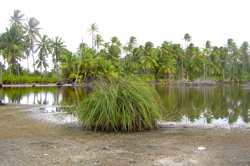 Mare à kopara de Fangatau