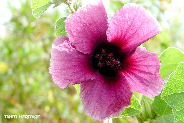 A la recherche de l'hibiscus perdu de Tubuai