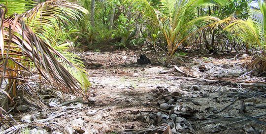 Fosse à culture, maite, Hitirari de Mataiva