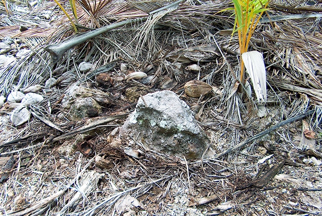 Pierre dressée du marae Temiromiro à Mataiva