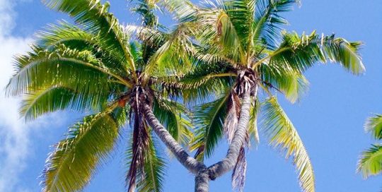 Cocotier à deux têtes de Reao