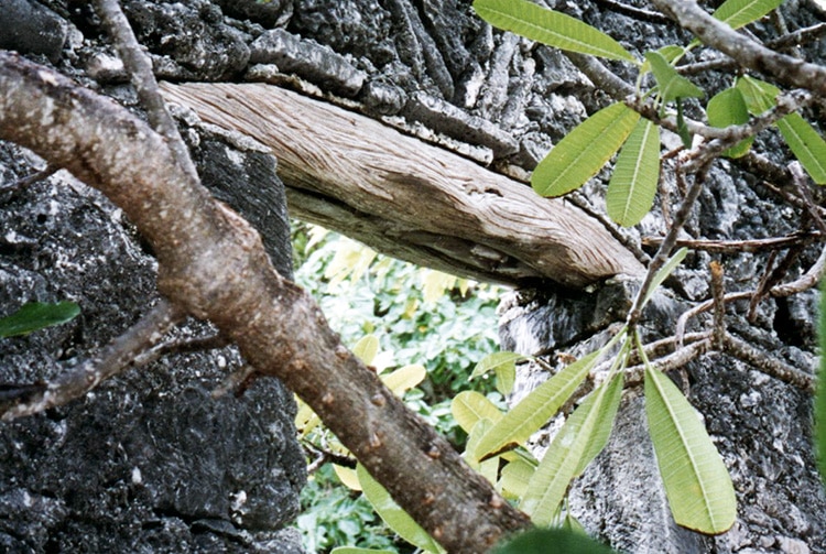 Linteau en bois de la maison en pierres pres de la passe de Hititake à Amanu