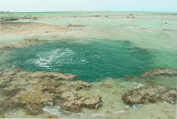 Ogogo, Pito de Anaa. © Tahiti Heritage