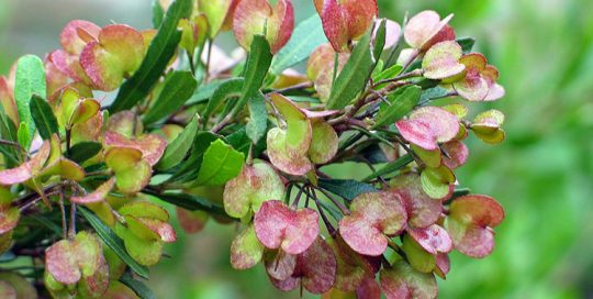 Légende de Mamanu, couronne de Apiri
