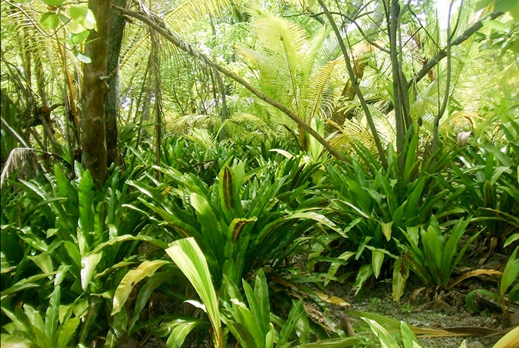 Végétation autour des vestiges du marae Vaimeho de Aratika