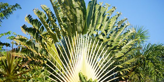Arbre du voyageur, Ravenala