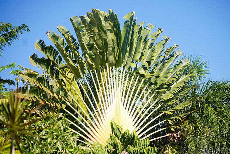 Arbre du voyageur, Ravenala