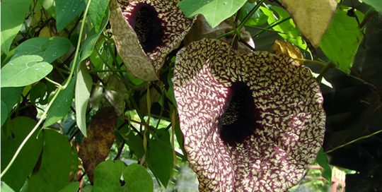 Aristoloche géante - Aristolochia, la fleur carnivore