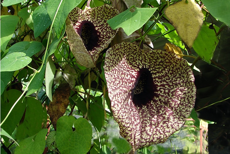 Aristoloche géante - Aristolochia, la fleur carnivore