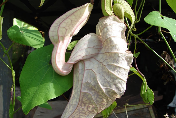 Aristoloche géante - Aristolochia, la fleur carnivore