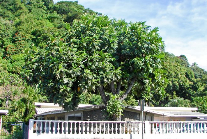 Arbre à pain du commandant Bligh de La Bounty, Arue Tahiti