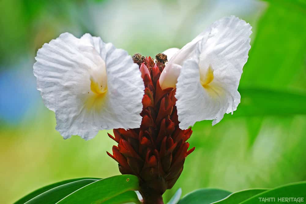 Canne d'eau, Coste © Tahiti Heritage