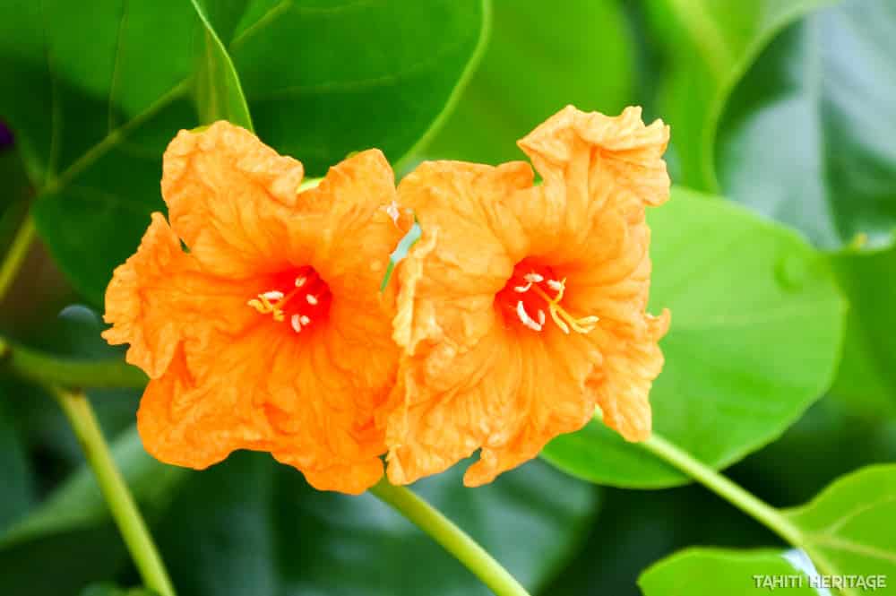 Fleurs de Tou, Cordia subcordata © Tahiti Heritage