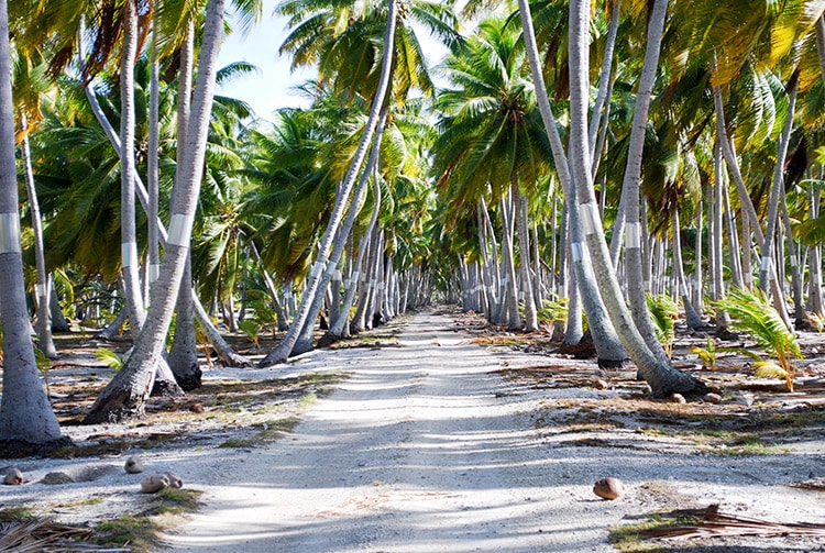 Chemin au travers de la cocoteraie de Fakahina