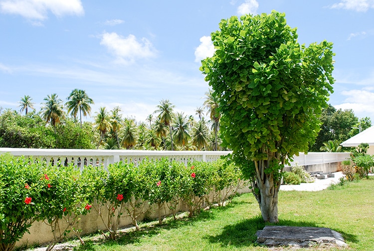 Arbre de l'école primaire de Fakarava