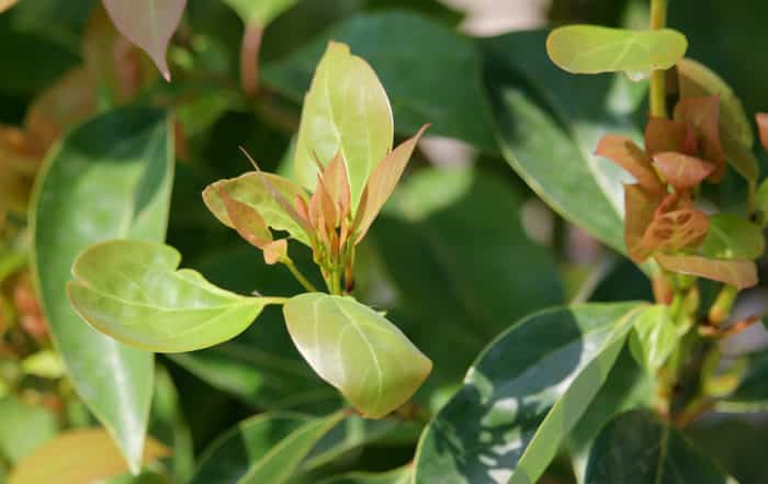 Feuilles de camphrier