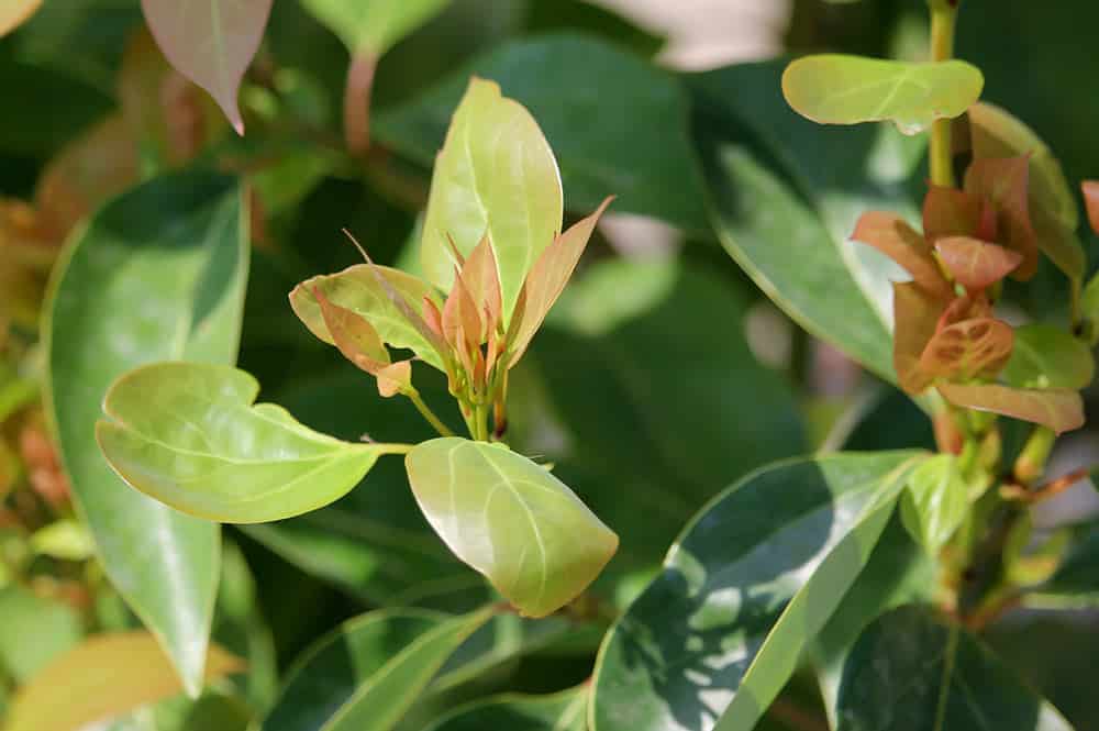 Feuilles de camphrier