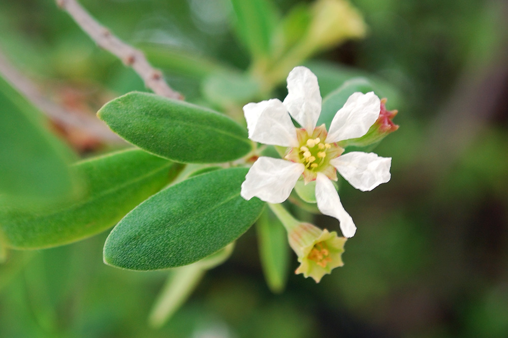 Fleurs de Miki miki, Aie, Pemphis acidula 