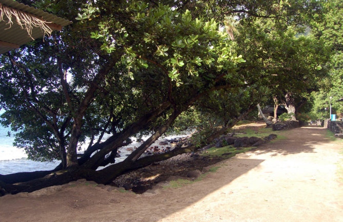 hapatoni-allee-reine_purutaa