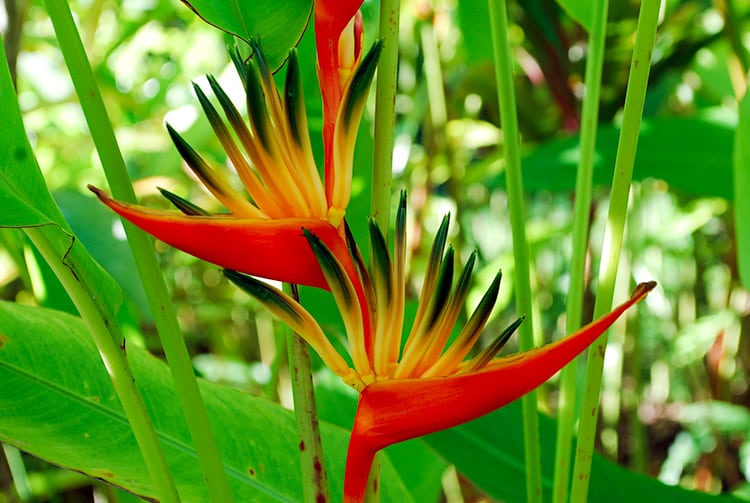 Bec de perroquet, Heliconia psittacorum