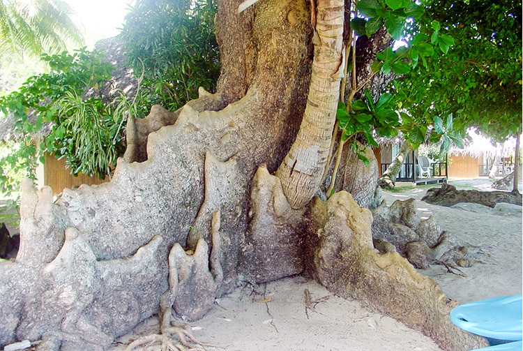 Arbres emboités de Avea