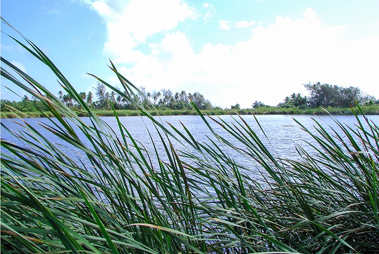 Lac Faunua de Maeva, Huahine