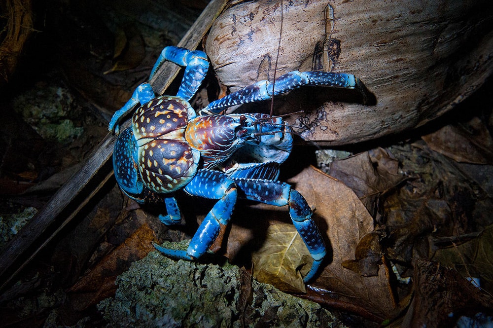 Crabe de cocotier, Kaveu. Photo Danee Hazama