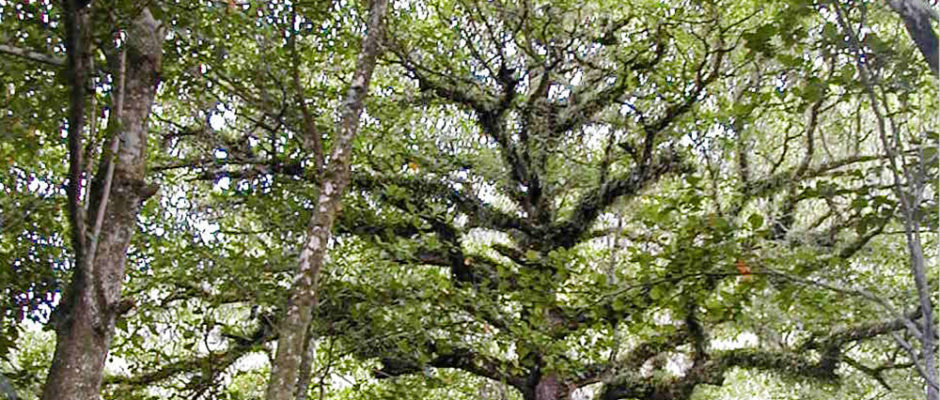 Le Koueriki, l'Auteraa des Gambier.