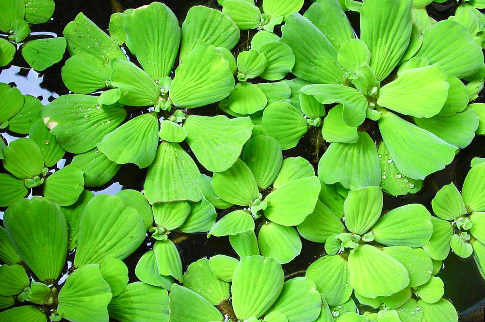 Laitue d'eau, Pistia stratiotes © Tahiti Heritage