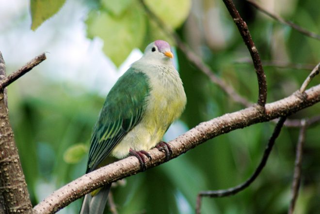 Ptilope de Makatea, O'o - Pigeon vert