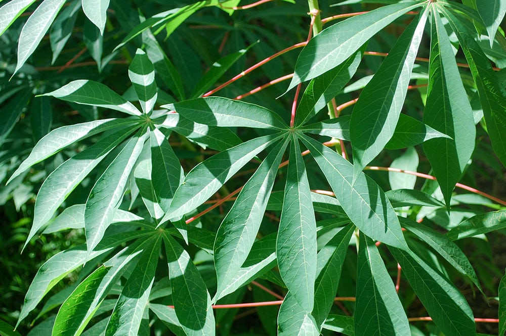 Feuilles de Manioc de Tahiti