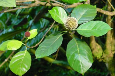 Mara, Neonauclea forsteri. Photo Dany Carlson
