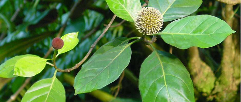 Mara, Neonauclea forsteri. Photo Dany Carlson