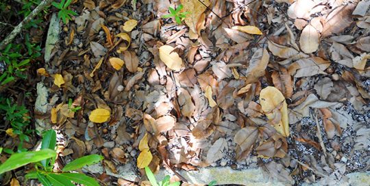 Marae puroa de Niau, Tuamotu.