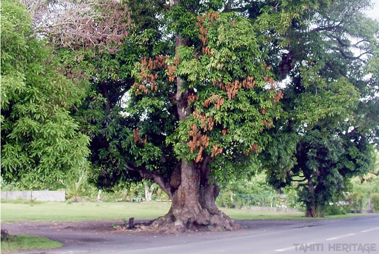 Vieux manguier du temple de Mataiea en 2002