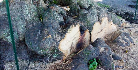 Racines du vieux manguier du temple de Mataiea en 2002