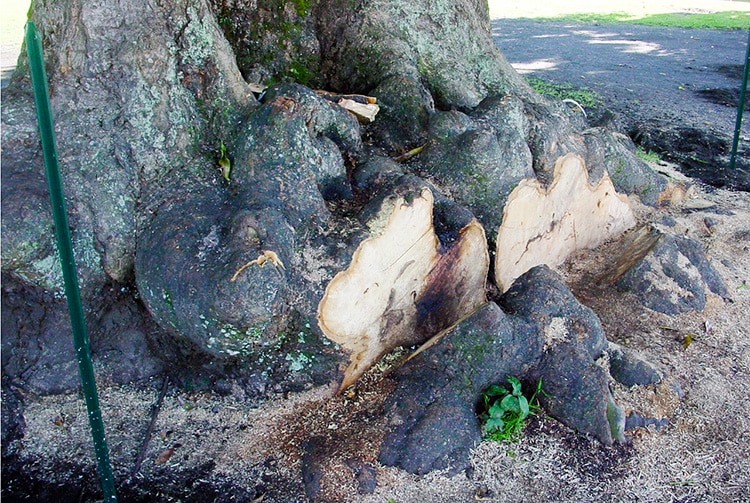 Racines du vieux manguier du temple de Mataiea en 2002