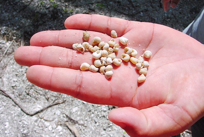 coquillage, pupu, de Mataiva