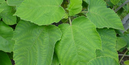 Mûrier à papier, Broussonetia papyrifera.