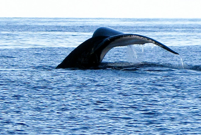 Queue de baleine