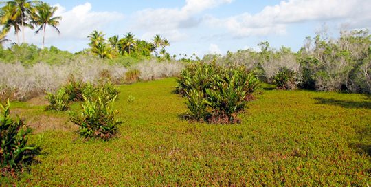 Marécage et sable mouvant de Niau
