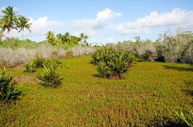 Marécage et sable mouvant de Niau